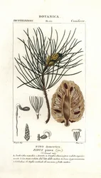 Italian Stone Pine
