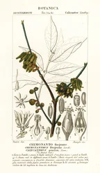 Japanese allspice, Chimonanthus praecox
