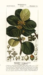 Monimia rotundifolia