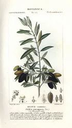 Olive tree, Olea europaea