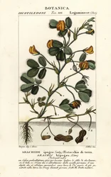 Peanut or Groundnut, Arachis hypogaea