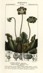 Purple Pitcher Plant, Sarracenia purpurea