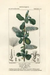 Pussy willow, Salix caprea