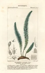 Quill Moss or False Fern Moss
