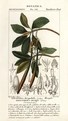 Red Mangrove