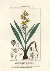 Red Root