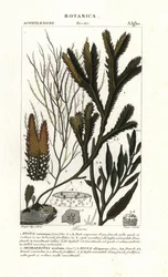 Seaweed species