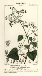 Spananthe paniculata, Hydrocotyle spananthe