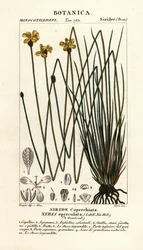 Tall Yellow Eye, Xyris Operculata