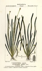 Tape grass or eel grass, Vallisneria spiralis