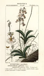 Tolumnia guttata orchid