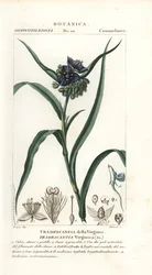 Virginia spiderwort