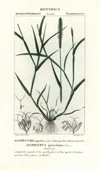 Water foxtail