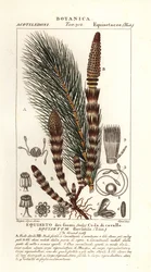 Water horsetail