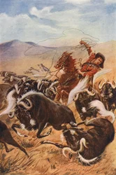 Cowboy lassoing muskoxen