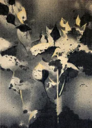 Dark Botanical Forms