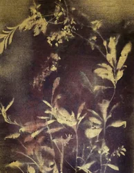 Dark Botanical Study