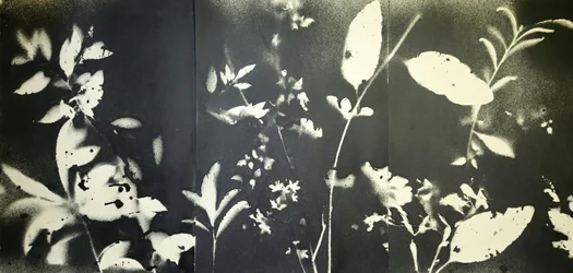 Ethereal Botanical Silhouettes