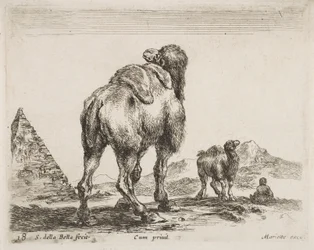 Camel viewed from behind, from Diversi Animali
