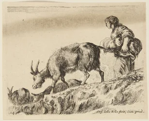 Goats (Various Animals, 14)