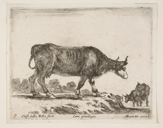Plate 7: Ox, from Various Animals