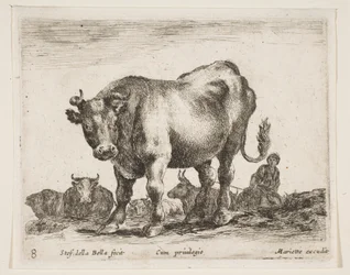 Plate 8: cow, from Various animals Diversi animali