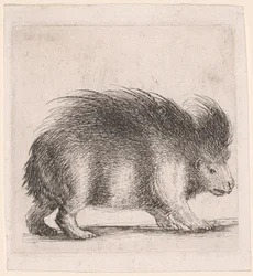 Porcupine, Facing Right