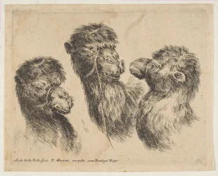 Three Camel Heads