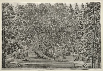 Views of the Villa of Pratolino: The Inhabited Tree