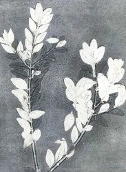 Midnight Garden III