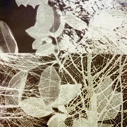Night Forest