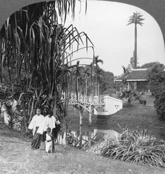 A peep into the tropical gardens of Rangoon, Burma