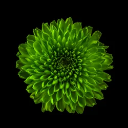 Chrysanthemum No. 01, 2020