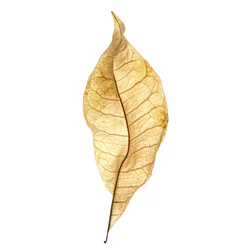 Leaf Study No. 01, 2020