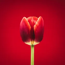 Portrait of a Singular Red Tulip on a Red Background