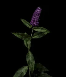 Purple Buddleja, 2020