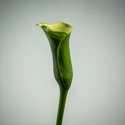Single Green Calla Lily