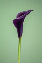 Single Purple Calla Lily, 2021