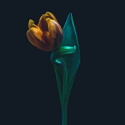 Singular tulip, 2022