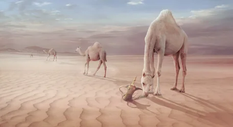 Arabian Desert Camels