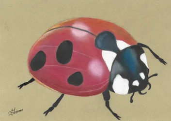 Cute Red Ladybug