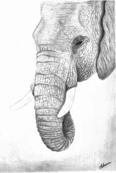Majestic Elephant Profile