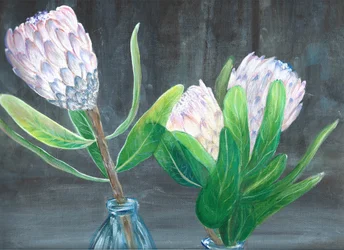 Pink Protea Still Life