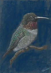 Vibrant Hummingbird Perched