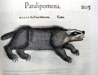 Badger, illustration from 