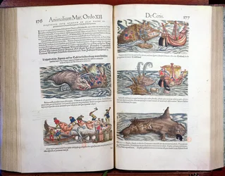 Jointing a whale and whaling, from Appendix historiae quadrupedum, viviparorum et ovipororum by Conrad Gesner, 1554