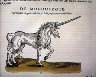 Unicorn, illustration from 