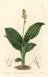 African Liparis Orchid