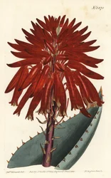 Rubble aloe, Aloe perfoliata (Mitre aloe, Aloe mitraeformis).