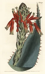 Blue aloe, Aloe glauca (Red-spined glaucous aloe, Aloe rhodacantha)